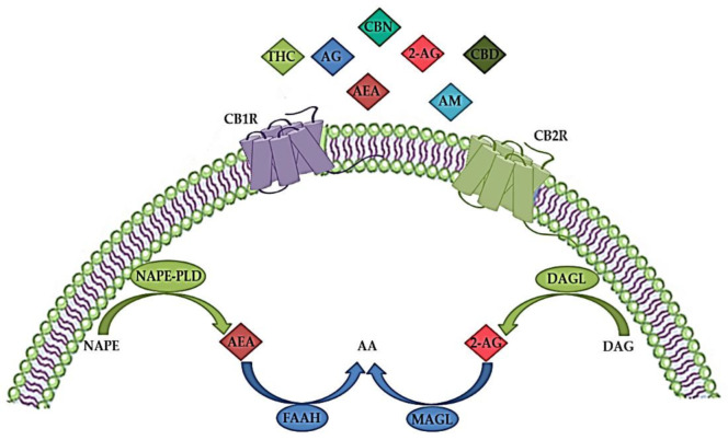 The endocannabinoid system (ECS) consists of endogenous cannabinoids (endocannabinoids) such as anandamide (arachidonoylethanolamide, AEA) and 2-arachidonoylglicerol (2-AG), anabolic enzymes (N-acylphosphatidylethanolamine-hydrolyzing phospholipase D (NAPE-PLD) and 1,2-diacylglycerol lipase (DAGL)), catabolic enzymes (fatty acid amide hydrolase (FAAH) and monoacylglycerol lipase (MAGL)) and cannabinoid receptors 1 (CBR1) and 2 (CB2R). In addition to endocannabinoids, various exogenous natural cannabinoids (phytocannabinoids), such as tetrahydrocannabinol (THC), cannabidiol (CBD) and cannabinol (CBN), as well as synthetic cannabinoids, such as different agonists (AG) or allosteric modulators (AM) act via CBR1 and/or CB2R. AA—arachidonic acid; DAG—diacylglycerol; NAPE—N-acylphosphatidylethanolamine. The image was created using Microsoft PowerPoint 2016.