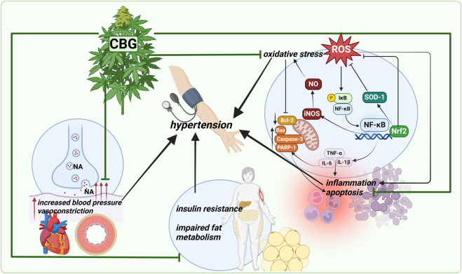 A summary of the likely effects of cannabigerol, which could be useful in the combating against hypertension. Abbreviations: Bax, Bcl-2-associated X protein; Bcl-2, B-cell lymphoma 2; CBG, cannabigerol; IκB, inhibitor of nuclear factor kappa B; IL-1β, interleukin 1 beta; IL-6, interleukin 6; iNOS, nitric oxide synthase; NA, noradrenaline; NF-κB, nuclear factor kappa-light-chain-enhancer of activated B cells; NO, nitric oxide; Nrf-2, nuclear factor erythroid 2-related factor 2; PARP-1, poly (ADP-ribose) polymerase-1; ROS, reactive oxygen species; SOD-1, superoxide dismutase 1; TNF-α, tumour necrosis factor alpha. Created with BioRender.