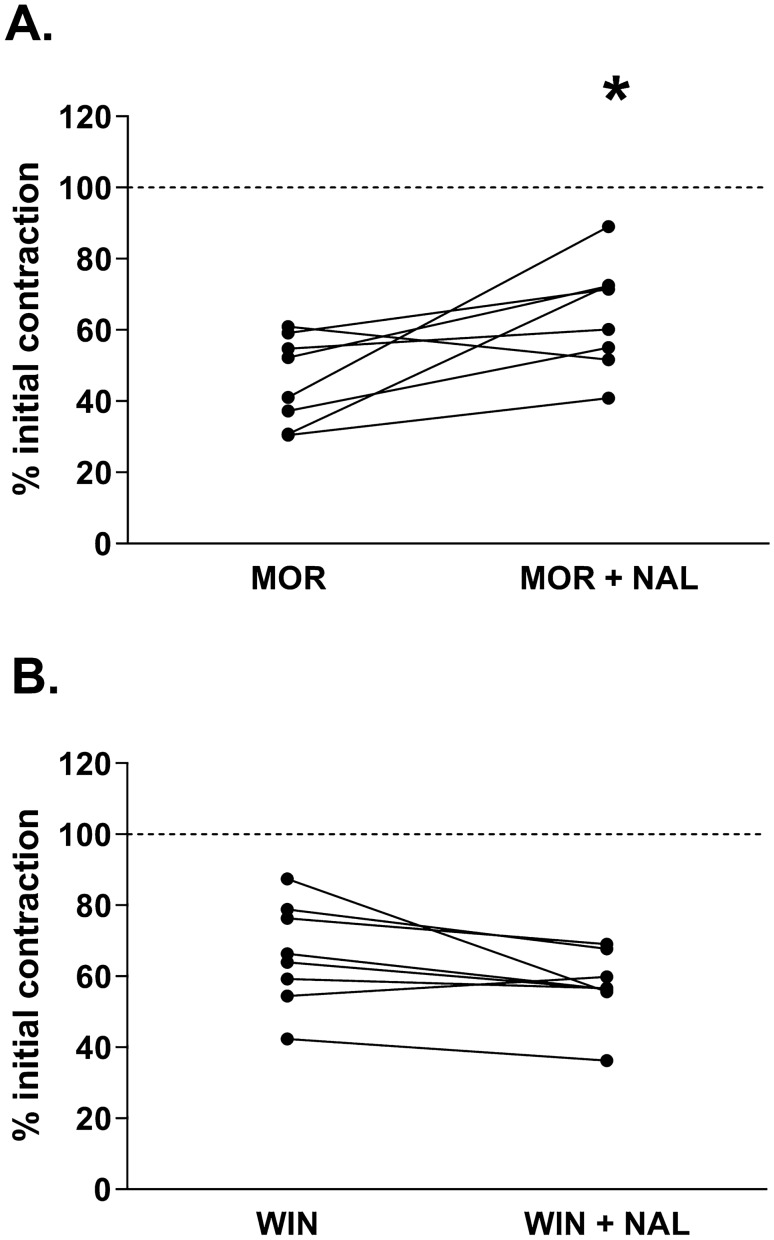 The presence of naloxone-induced withdrawal response (expressed as an increase in the amplitude of smooth muscles contractility) in the ileum incubated for 10 min with morphine (MOR) (A) or WIN 55,212–2 (WIN) (B). The graphs present the amplitude contractions referred as a percentage of bethanechol induced contractions (internal control—dashed line). The amplitude of contractions in morphine-dependent tissue was measured right before the addition of naloxone and then immediately after naloxone administration into the organ bath. Data presented as ladder plots. Significance estimated with the use of Wilcoxon’s signed rank test. In experiments with morphine p = 0.0234 (z = 2.2404, N1 = 8, N2 = 8) as compared to morphine prior the addition of naloxone. In experiments with WIN 55,212-2, the results were not statistically significant with p = 0.0645 (z = 1.8857, N1 = 10, N2 = 10) as compared to WIN 55,212-2 prior the addition of naloxone