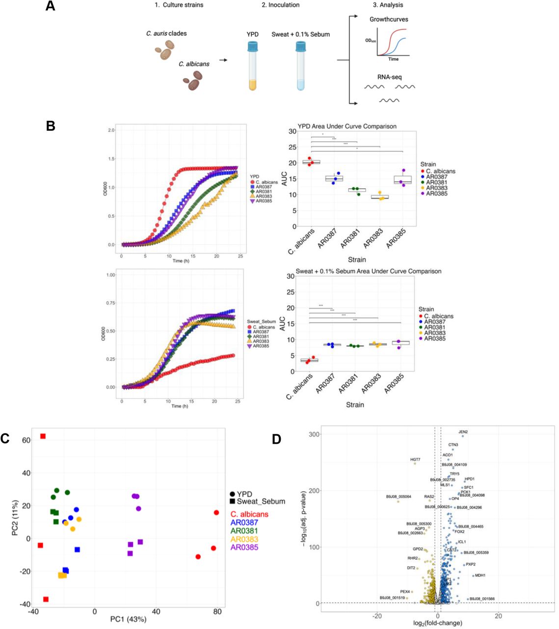 Candida auris growth in rich media and skin-like media. (A) C. albicans SC5314 and C. auris AR0387 (Clade I), AR0381 (Cade II), AR0383 (Clade III), and AR0385 (Clade IV) are cultured in two nutrient sources: Yeast Extract Peptone Dextrose (YPD) and Sweat media supplemented with 0.1% Sebum (Sweat + 0.1% Sebum). Each strain is grown at 34°C, 200 RPM, overnight. Growth analysis is performed on each of the strains and RNA is extracted and sequenced. (B) Each strain is grown in a plate reader at 34°C, 200 RPM, for 24 hr. in YPD and Sweat + 0.1% Sebum media and average data is plotted in a growthcurve. AUC (area under the curve) was calculated and compared between each of the strains. (C) Principal component analysis plot of gene expression for each strain across the different media types using the Z score normalized data. (D) Volcano plot of gene expression between YPD vs. Sweat + 0.1% Sebum for AR0387. Each circle represents a gene expressed per plot. White: no significant difference, Gold: increased in YPD, Blue: increased in Sweat + 0.1% Sebum. Statistics were calculated using one-way ANOVA with Tukey’s post-hoc tests, as appropriate. n = 3, three independent experiments. *p < 0.05, **p < 0.01, ***p < 0.001. Images created with BioRender.com.
