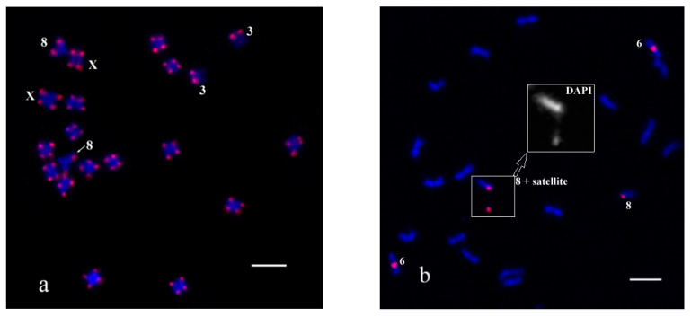 The results of FISH experiments with the PCR labelled probes CS-1 and CS-237 on C. sativa chromosomes: (a) pink—CS-1 probe; (b) pink—CS-237 probe. DAPI layer of chromosome 8 with satellite is enlarged and shown in gray. Distinguished chromosomes are indicated according to Alexandrov et al. [31]. Bar equals 5 μm.