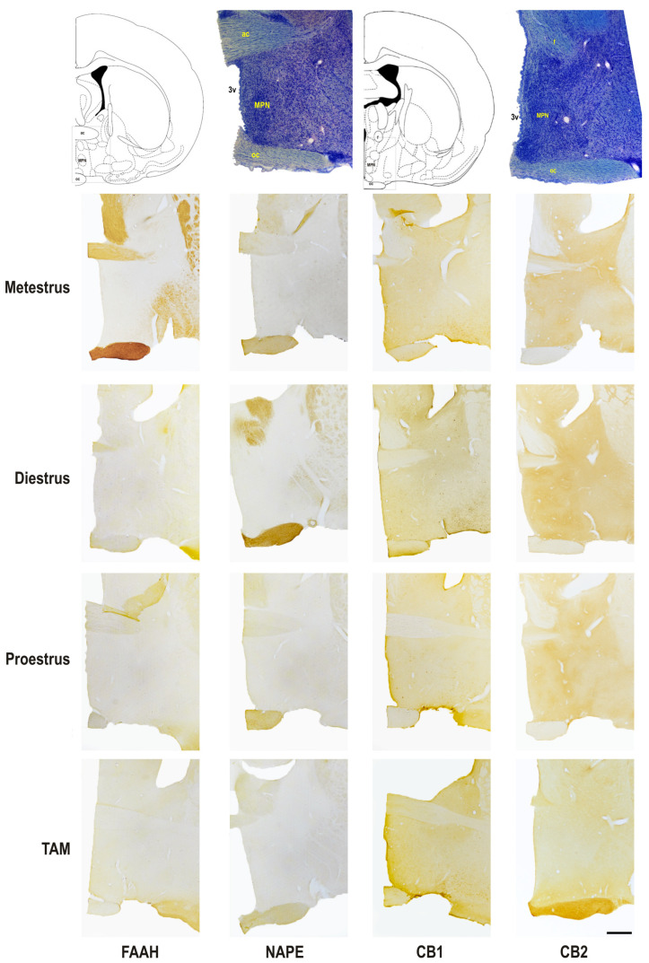 Photomicrograph representation of the immunohistochemical detection and cellular distribution of FAAH, NAPE, CB1, and CB2 in the medial preoptic nucleus of metestrus, diestrus and proestrus rats and cycling female rats treated with TAM. On top: line drawing and giemsa staining sections identifying two rostro-caudal levels of the area, at Bregma level −0.40 and −0.92. 3v, third ventricle; ac, anterior commissure; f, fornix; MPN, medial preoptic nucleus; oc, optic chiasma. Scale bar = 500 μm.