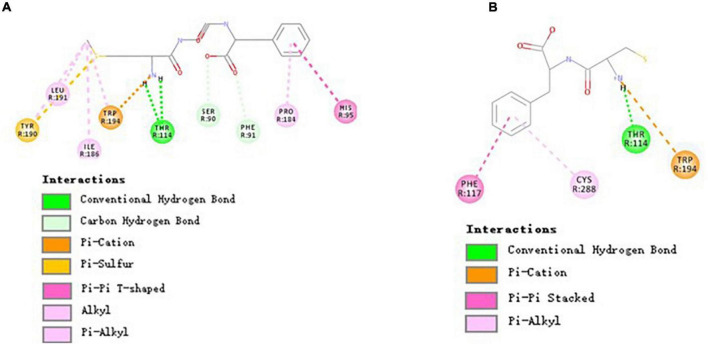 Molecular interactions of MGF, CF, and CBR2. (A) Molecular interactions of MGF and CBR2. (B) Molecular interactions of CF and CBR2.