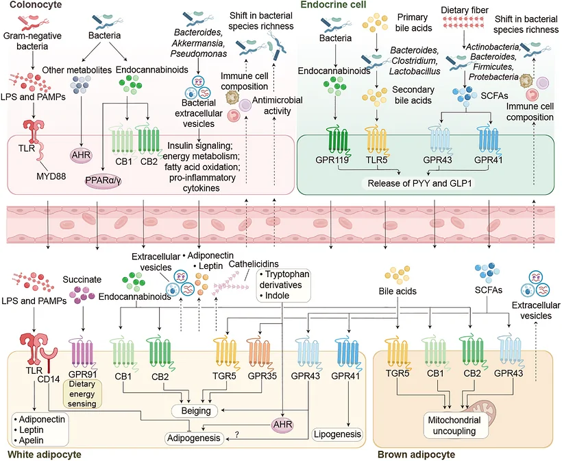 Molecular mechanisms in gut–adipose tissue crosstalk. Microbial components (LPS, PAMPs) and metabolites (SCFAs, bile acids, endocannabinoids, tryptophan derivatives) activate distinct receptor signaling in colonocytes (TLR‐MyD88, CB1/CB2, AhR, PPARα/γ) and enteroendocrine cells (GPR119, TGR5, GPR43/41), modulating intestinal barrier function and hormone secretion (GLP‐1, PYY, insulin). These molecules enter circulation to regulate white and brown adipocyte metabolism: TLR4/CD14 signaling controls adipokine production and adipogenesis; GPR91, AhR, and cannabinoid receptors govern energy sensing and adipogenesis; while TGR5 and GPR43/41 activation promotes WAT browning, mitochondrial uncoupling, and thermogenesis. Conversely, adipose‐derived factors (extracellular vesicles, adiponectin, leptin, cathelicidins) feedback to reshape gut microbial composition and immune homeostasis.