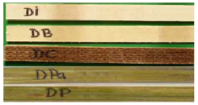 Samples obtained of hybrid resin with 65% dammar proportion, reinforced with fabrics of flax (marked with DI), cotton (marked with DB), hemp (marked with DC), wheat straw (marked with DPa), and cattail leaves (marked with DP).