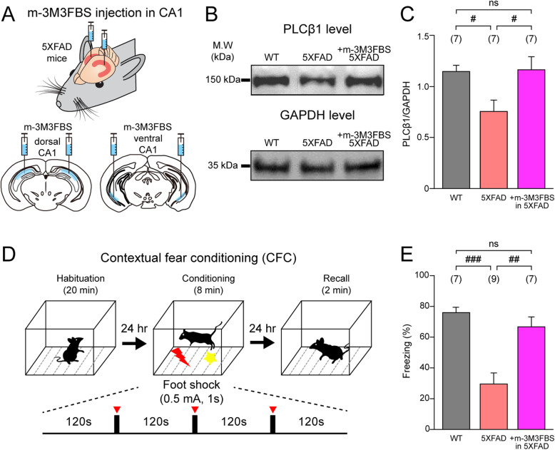 m-3M3FBS restores hippocampus-dependent contextual fear memory impaired in 5XFAD mice. a Experimental schematic. DMSO or m-3M3FBS (50 μM) was injected into the dorsal and ventral hippocampal CA1 regions of wild type (WT) control mice and 5XFAD mice. b Representative photomicrograph of western blots of PLCβ1 protein (top, 150 kDa) and GAPDH protein (bottom, 35 kDa) in WT mice (left lane), 5XFAD mice (middle lane), and m-3M3FBS-injected 5XFAD mice (+ m-3M3FBS in 5XFAD, right lane). c PLCβ1 protein levels normalized to GAPDH protein levels in WT mice (black, n = 7), 5XFAD mice (red, n = 7), and m-3M3FBS-injected 5XFAD mice (magenta, n = 7). d Experimental schematic for contextual fear conditioning (CFC). CFC was performed 3 days after DMSO or m-3M3FBS injection. On day 1, mice were habituated for 20 min in the conditioning chamber (habituation). On day 2, electrical foot shocks (0.5 mA, 1s) were delivered three times every 120 s (conditioning). On day 3, the mice were returned to the conditioning chamber for memory recall test for 2 min (Recall). e The mean of the percentage of freezing, a fear memory index, in WT mice (black, n = 7), 5XFAD mice (red, n = 9), and m-3M3FBS-injected-5XFAD mice (magenta, n = 7). Statistical tests: c, e One-way ANOVA with post hoc Tukey’s test, # p < 0.05, ## p < 0.01, ### p < 0.001, ns: > 0.05. Data are represented as mean ± SEM