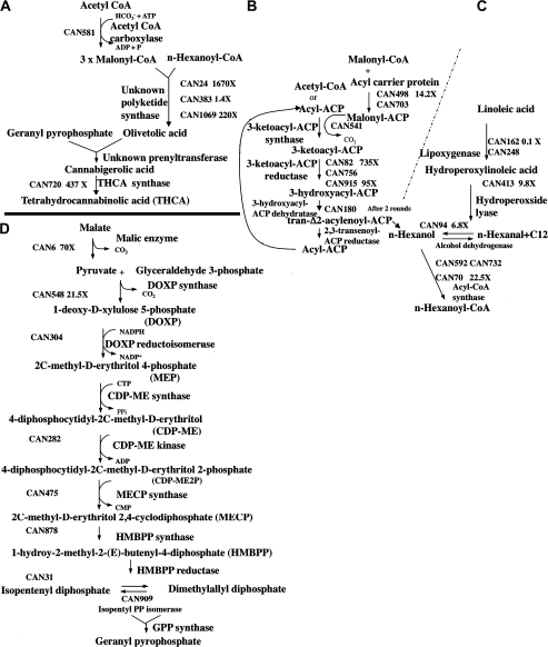 Biochemical pathways leading from primary metabolites to THCA showing candidate Cannabis unigenes encoding enzymes in the pathway. (A) Production of THCA. (B) De novo fatty acid pathway leading to the formation of hexanol. (C) Breakdown of fatty acids leading to the formation of hexanol. (D) MEP pathway leading to geranyl pyrophosphate. Candidate Cannabis unigenes are shown, as well as the relative gland over leaf expression ratios for a subset of the candidates (see Table 2).