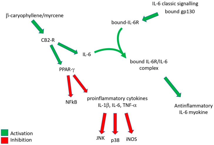A graphical representation summary of the effects of β-caryophyllene/myrcene on inflammatory cytokines.