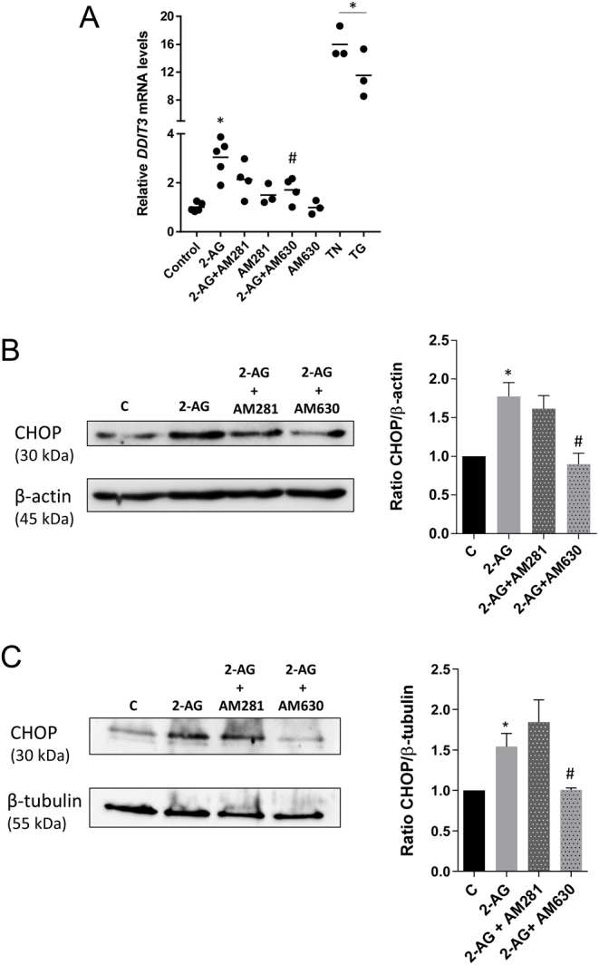 2-AG effects on CHOP expression and modulation by cannabinoid signalling. Cells were treated with 2-AG (10 μM) for 24 h and expression levels of the pro-apoptotic ER-stress factor CHOP were assessed by qRT-PCR and Western blotting. For the assessment of CHOP dependency on cannabinoid signalling, cells were pre-incubated with the CB1 and CB2 antagonists AM281 and AM630, respectively. In BeWo cells, 2-AG treatment increases the transcript levels of CHOP encoded by the DDIT3 gene (A) and CHOP protein expression (B) through a CB2-dependent manner. Results show transcript levels normalised against GAPDH. A representative Western blotting and the densitometry analysis with relative ratios of CHOP/β-actin are shown, as β-actin was used as a loading control. (C) The increase in CHOP protein expression was also observed in cytotrophoblast cells isolated from term placenta and 2-AG effects were also reversed by CB2 receptor blockade with AM631, confirming the involvement of cannabinoid signalling through CB2 activation. A representative Western blotting and the densitometry analysis with relative ratios of CHOP/β-tubulin are shown, as β-tubulin was used as a loading control. Data are presented as the mean ± s.e.m. (*P < 0.05 vs control; #P < 0.05 vs 2-AG).