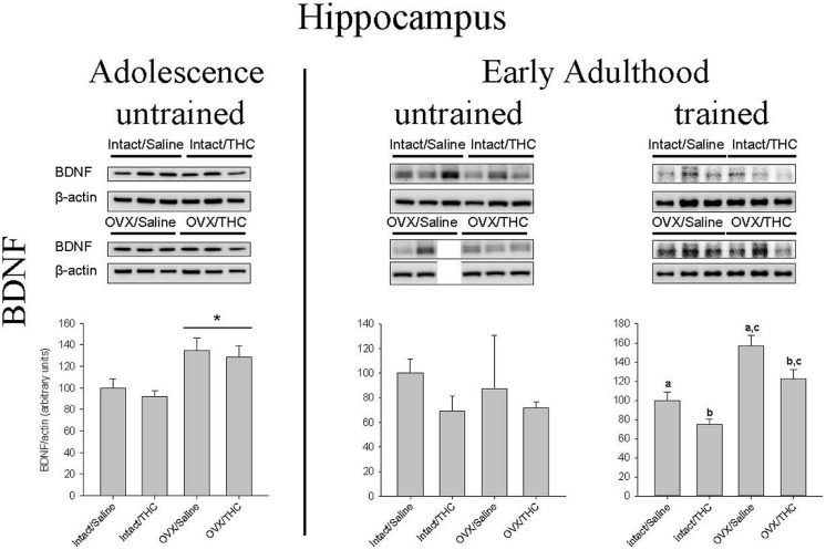 Effects of chronic Δ9-THC and hormone status on the endogenous levels of BDNF in the hippocampus. Above each bar graph are western blots of protein levels in hippocampal extracts from the female rats in each of the four chronically treated groups. Levels of each protein were corrected for the β-actin levels in the same samples and presented as a ratio of protein to actin in relative units. Asterisks associated with a bar indicate significant main effects of hormone status, whereas letters indicate significant differences among the four treatment groups when there were significant main effects for both chronic Δ9-THC and hormone status (e.g., “a” is different from “b,” but not different from “a,c”).