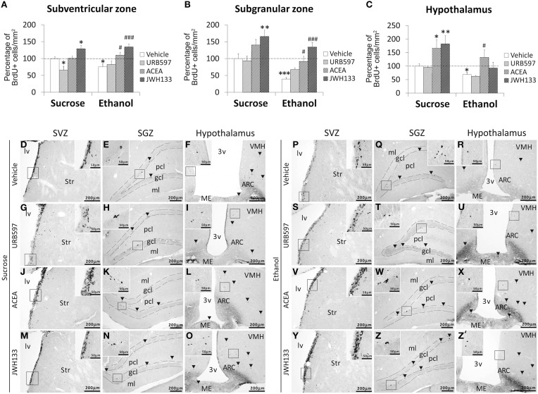 Effects of the repeated administration of URB597 (0.3 mg/kg), ACEA (3 mg/kg), and JWH133 (0.2 mg/kg) on cells that contained the replicating cell DNA marker 5-bromo-2′-deoxyuridine (BrdU+) in the SVZ (A), SGZ (B), and hypothalamus (C) of adult rats with sucrose and alcohol consumption. The data were expressed as the percentage of positive cells per area (mm2) relative to the control group (vehicle-treated sucrose-fed group). The histograms represents the mean + s.e.m. (n = 6). Bonferroni's test: *P < 0.05, **P < 0.01, ***P < 0.001 vs. sucrose-vehicle group; #P < 0.05, ###P < 0.001 vs. ethanol-vehicle group. (D–Z′) Representative microphotographs showing low and high (insets) magnification views of the typical clustering of newborn cells containing the BrdU labeling (arrowheads) in the SGZ, SVZ, and hypothalamus of vehicle, URB597, ACEA, and JWH133-treated rats fed with sucrose (left panel) and ethanol (right panel) diets. Scale bars are included in each image.