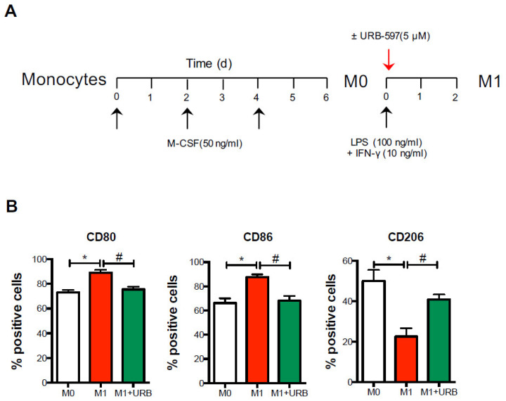 Pharmacological FAAH inhibition shifts M1 polarization. Cells from AD patients were differentiated into macrophages (M0) for 6 days in the presence of M-CSF, and subsequently polarized in M1 macrophages upon incubation with LPS and IFN-γ, in the absence or presence of the FAAH inhibitor URB-597 (URB) for 48 h. (A) By means of polychromatic flow cytometry, the surface expression of the polarization markers CD80, CD86 and CD206 was measured (B) as detailed in the materials and methods. Data are shown as mean ± s.e.m. of 4–5 independent experiments. * p < 0.05 vs. M0; # p < 0.05 vs. M1.
