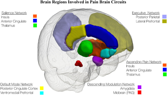 This schematic of the left side of the brain shows brain regions involved in pain brain circuits. The brain regions were extracted from the Hammers Maximum Probability Atlas (153).
