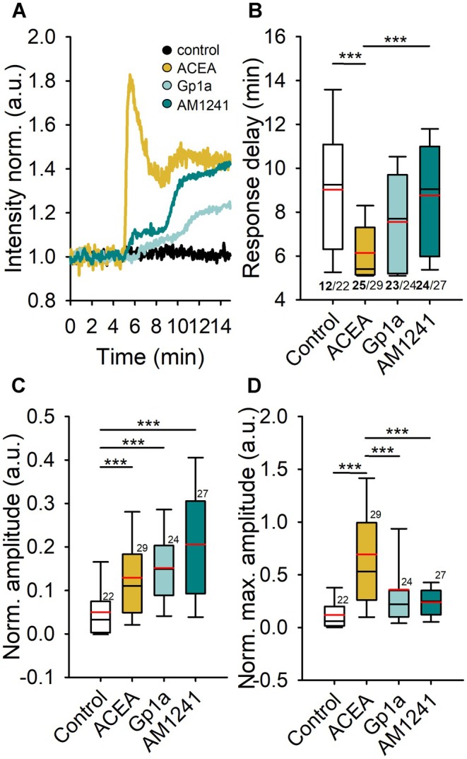 CB1R activation induces a shorter Ca2+ response delay and a time‐dependent increase in ([Ca2+]i). Astrocytes labeled with Cal520‐AM were stimulated with control extracellular solution, 1 μM ACEA (CB1R agonist), 1 μM Gp1a, and 1 μM A M1241 (CB2R biased ligand). (A) Representative traces of Ca2+ responses for each treatment, displayed as normalized intensity in arbitrary units (a.u.). The arrow indicates the time of stimulation. (B) Cal520‐AM‐labeled astrocytes exhibited distinct temporal Ca2+ dynamics upon ligand addition: ACEA (yellow line and box) resulted in a faster and more pronounced peak Ca2+ response (***p ≤ 0.001, H = 19.14, df = 3, Q = 3.31). The response delay (in minutes) stimulation was significantly shorter compared with the control stimulation with AM1241 (***p ≤ 0.001, H = 19.14, df = 3, Q (ACEA/AM1241) = 3.90). Only responsive cells were included in delay calculations; the number of responsive cells is shown in bold beneath the bars, indicating the fraction of responsive cells of the total measured. Ca2+ amplitudes were measured at two time points: Final amplitude (C) and maximum amplitude (D), both expressed in arbitrary units. In normalized data, all three agonists significantly increased [Ca2+]i levels compared with the control (***p ≤ 0.001, H (FINAL) = 25.29, H (MAX) = 31.13, df = 3).