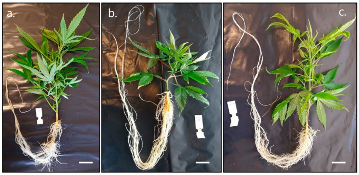 Visualization of different root/shoot ratios in C. sativa cuttings. “Hindu Kush” cuttings from each treatment during harvest and processing of repetition 2. (a) Cutting treated with R. rhizogenes A4. (b) Cutting treated with IBA. (c) Cutting treated with H2O with shoot lengths measuring 22.6, 11.5, and 20.5 cm, respectively. Bar ≤ 2 cm.