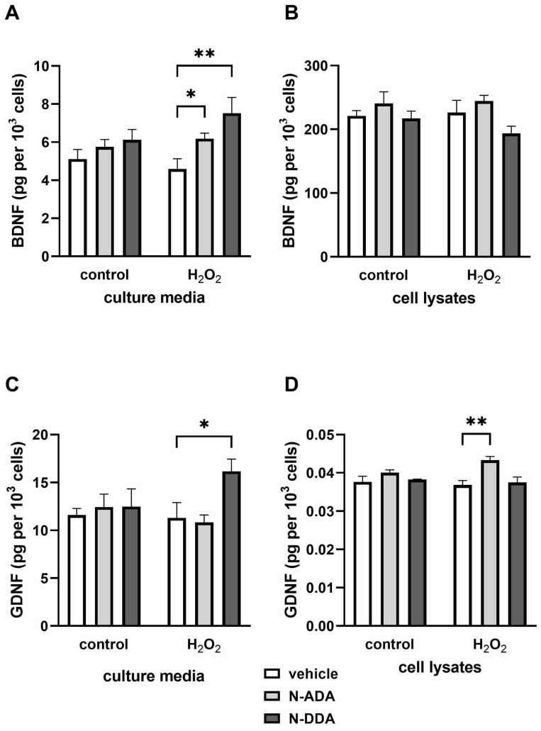 Effects of H2O2 and N-acyl dopamines on BDNF and GDNF protein levels in the culture medium and cell lysates from human iPSC-derived neuronal cultures 3 h after OS induction. Cell cultures were pretreated for 40 min with N-acyl dopamines (5 µM) and incubated for 3 h with 200 µM H2O2. BDNF and GDNF levels in cell lysates (B,D) and culture media (A,C) were measured by ELISA. (A): H2O2 does not affect BDNF levels in the culture media. N-ADA and N-DDA elevate BDNF levels in the culture media only in H2O2-treated cells. (B): N-acyl dopamines and H2O2 do not affect intracellular BDNF levels. (C): H2O2 and N-ADA do not affect GDNF levels in the culture media. N-DDA elevates BDNF levels in the culture media only in the presence of H2O2. (D): N-DDA and H2O2 do not affect GDNF cell content. N-ADA elevates GDNF cell content only in the presence of H2O2. The data are represented as mean ± SEM (n = 3–6). * p < 0.05, ** p < 0.01.