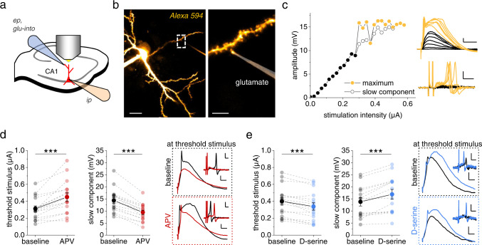 Threshold and amplitude of dendritic spikes are controlled by N-methyl-D-aspartate receptor (NMDAR) co-agonist levels.a Schematic of experiments. Whole-cell patch clamp recordings (ip, intracellular pipette, current clamp, CA1 pyramidal cells), iontophoretic glutamate application (ep, extracellular pipette), two-photon excitation (2PE) imaging of patched cell and iontophoresis pipette filled with Alexa Fluor 594 (40 µM and 50 µM, respectively). b Example of a typical recording (left panel: scale bar 20 µm; right panel: zoom in on dashed box in left panel, scale bar 5 µm). c Sample dependence of the somatic depolarizations on the iontophoretic current (left panel, filled circles: maximum amplitude, black below dendritic spike threshold and yellow above, empty circles: slow component amplitude). Right panels: corresponding sample traces. Upper right panel: scale bars 2 mV and 20 ms. Lower right panel: dV/dt, scale bars 5 mV/ms and 2 ms. In dV/dt the first two deflections represent the stimulus artifact. d NMDAR blockade (D-APV, 50 µM) increased the threshold stimulus (left panel, smallest iontophoretic current eliciting a dendritic spike, 0.31 ± 0.03 µA vs. 0.45 ± 0.05 µA, n = 16, p = 0.000077) and reduced the slow component (middle panel, 14.36 ± 1.23 mV vs. 9.42 ± 0.90 mV, n = 16, p = 0.00000022). Right top panel: sample traces recorded with the baseline threshold stimulus. Right bottom panel: sample traces recorded with the threshold stimulus in D-APV (baseline: black traces; D-APV: red traces; scale bars 2 mV and 10 ms; insets: dV/dt, scale bars 5 mV/ms and 2 ms). e D-serine (10 µM) significantly decreased the threshold stimulus (left panel, 0.40 ± 0.04 µA vs. 0.34 ± 0.04 µA, n = 16, p = 0.00011) and increased the slow component (middle panel, 13.77 ± 1.73 mV vs. 16.87 ± 2.05 mV, n = 14, p = 0.00024). Right panels: sample traces of somatic voltage and dV/dt (insets) as before (upper traces with threshold stimulus during baseline; lower traces with threshold stimulus in D-serine, scale bars for voltage 2 mV and 10 ms and for insets 5 mV/ms and 2 ms). Two-sided paired Student’s t tests throughout. Data are expressed and displayed as mean ± s.e.m. Source data are provided as a Source Data file.