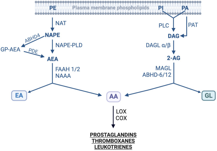 Enzymes involved in the biosynthesis and degradation of endocannabinoids. The figure shows enzymes involved in the synthesis of two families of endocannabinoids from their precursors as well as in their metabolic degradation. 2-AG, 2-Arachidonoylglycerol; AA, Arachidonic acid; ABHD, α/β hydrolase domain-containing (or N-Acylphospholipase B); AEA, N-Acylethanolamide; COX, Cyclooxygenase; DAG, Diacylglycerol; DAGL, Diacylglycerol lipase; EA, Ethanolamine; FAAH, Fatty acid amide hydrolase; GL, Glycerol; GP-AEA, Glycerophosphate-AEA; LOX, Lipoxygenase; MAGL, Monoacylglycerol lipase; NAAA, N-Acylethanolamide acid amidase; NAPE, N-Acylphosphatidyl ethanolamine; NAPE-PLD, NAPE-specific phospholipase D; NAT, N-Acyltransferase; PA, Phosphatidic acid; PAH, Phosphatidic acid phosphohydrolase; PDE, Phosphoglycerodiesterase-E; PI, Phosphoinositide; PE, Phosphatidylethanolamine; PLC, Phospholipase C; PLD, Phospholipase D. Modified from (166–169); created with BioRender.