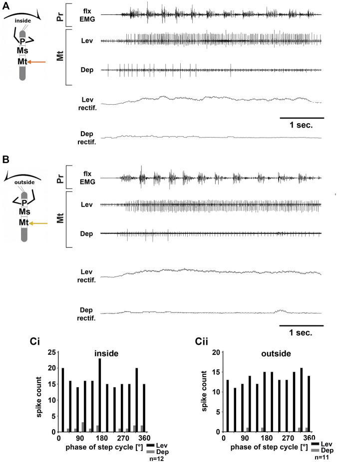 Motor output of the metathoracic levator and depressor trochanteris MN pools in the deafferented ganglion during front leg (FL) inside (A,Ci) and outside (B,Cii) stepping from the same animal. (A) FL flexor EMG recording (top), together with extracellular recordings of the ipsilateral levator (C1 nerve, second trace) and depressor (C2 nerve, third trace) nerve during an inside stepping sequence, and the respective rectified activities (fourth and fifth trace); (B) FL flexor EMG (top), together with extracellular recordings of the ipsilateral levator (second trace) and depressor (third trace) nerve during an outside stepping sequence, and the respective rectified activities (fourth and fifth trace); (Ci) Phase histogram of levator and depressor nerve activity from the experiment in (A) with respect to the FL step cycle during inside stepping; (Cii) Phase histogram of levator and depressor nerve activity from the experiment in (B) with respect to the ipsilateral FL step cycle during outside stepping. n = number of analyzed steps. Pr, Mt: Pro- and Metathoracic location of the recording, respectively; Lev, Dep: levator trochanteris and depressor trochanteris motor neuron activity from nerves C1 and C2, respectively. The sketch indicates a stick insect with front legs in a flexed (inside) or stretched (outside) position, and the arrow above indicating the turning direction, the arrow on the side the recorded thoracic segment.