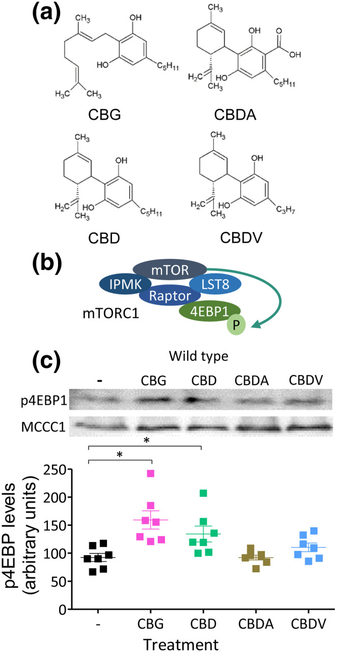 Assessing the effect of structurally distinct phytocannabinoids on mTORC1 activity in D. discoideum cells. (a) Structures of abundant phytocannabinoids found in cannabis, including CBG, CBD, CBDA and CBDV. (b) The mTOR complex 1 (mTORC1) is composed of four subunits including IPMK, raptor, Lst8 and mTOR and functions to phosphorylate the eukaryotic translation initiation factor 4E‐binding protein 1 (4EBP1), providing a means to monitor mTORC1 activity, following phytocannabinoid treatment. (c) Treating D. discoideum WT cells with CBG, CBD, CBDA or CBDV (0.25 μM for 1 h) or solvent only control (−), enabled analysis of mTORC1 activity by western blot using an antibody against phosphorylated 4EBP1 (p4EBP1; n = 7) with loading control (MCCC1). Data were normally distributed as tested by Shapiro–Wilk's test and significance assessed by one‐way ANOVA with Dunnett's post‐hoc, *p ≤ 0.05; DF:4,30, F = 7.0 with treatment against control. Graph shows mean ± SEM