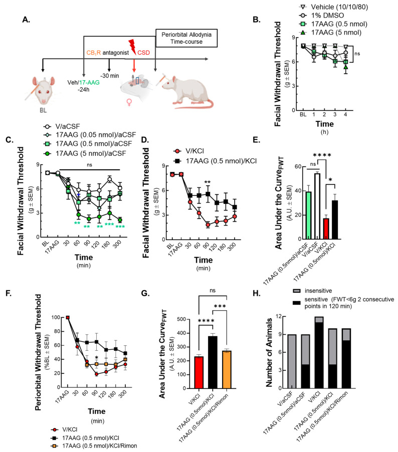 Hsp90 inhibition with 17-AAG applied over dura mater alleviates periorbital allodynia caused by CSD. Female Sprague Dawley rats were utilized for behavior assays 7 days after implantation of dural canula. 17-AAG or vehicle was injected through the guide canula over dura mater 24 h before CSD induction. CSD was induced by cortical injection of KCl or aCSF control. Facial sensitivity was measured by von Frey filaments at baseline, after injection of 17-AAG (acute response), and different time points after KCl injection. (A) Panel shows the schematic representation of the experimental design. (B) The Hsp90 inhibitor 17-AAG at two different doses (0.5 nmol and 5 nmol) or vehicle (1% DMSO in saline or DMSO/Tween 20/saline (1:1:8)) was injected through the guide canula over dura mater. Periorbital allodynia was assessed by von Frey filaments at baseline, 1, 2, 3, and 4 h after injection. No significant changes in facial withdrawal threshold were observed between any doses of 17-AAG vs. vehicle groups as assessed by two-way ANOVA, concluding that acute administration of 17-AAG did not induce periorbital allodynia. Values are mean ± SEM (n = 8–12 in each group). (C) In the next set of experiment, 17-AAG at three different doses (0.05 nmol, 0.5 nmol, and 5 nmol) or vehicle was injected through the canula, followed by cortical aCSF (0.5 μL) injection via dural canula 24 h later. Facial sensitivity was measured by the von Frey test at baseline, after injection of 17-AAG (acute response), and 30, 60, 90, 120, 180, and 300 min after aCSF administration. 17-AAG at the highest dose (5 nmol) in combination with aCSF induced periorbital allodynia at 60, 90, 120, 180, and 300 min time points compared to vehicle + aCSF control. However, Hsp90 inhibitor at lower doses (0.05 nmol and 0.5 nmol) did not significantly influence facial withdrawal thresholds. Values are mean ± SEM (n = 8–12 in each group). ** p < 0.01, *** p < 0.001, compared to vehicle + aCSF control as assessed by two-way ANOVA. (D) In the next set of animals, 17-AAG at 0.5 nmol or vehicle was applied on the dura 24 h before CSD induction. CSD was induced by cortical injection of KCl (1M). Facial allodynia was assessed by von Frey test at baseline, after injection of 17-AAG, and 30, 60, 90, 120, 180, and 300 min after cortical KCl injection. 17-AAG (0.5 nmol) significantly increased facial withdrawal threshold at 90 min time point, alleviating CSD-caused allodynia. Values are mean ± SEM (n = 11–12 in each group). ** p < 0.01 compared to KCl as assessed by two-way ANOVA. (E) Area under the curve of 17-AAG (0.5 nmol) + aCSF, vehicle + aCSF, vehicle + KCl, and 17-AAG (0.5 nmol) + KCl group obtained from the corresponding behavior assays. * p < 0.05, **** p < 0.0001 as assessed by one-way ANOVA. (F) In this experimental setting, 17-AAG (0.5 nmol) or vehicle was injected through dural canula 24 h before KCl injection. 30 min before CSD induction, the CB1R antagonist rimonabant (1 mg/kg) was administered intraperitoneally. Facial allodynia was measured by von Frey test at baseline, after injection of 17-AAG, and 30, 60, 90, 120, 180, and 300 min after cortical KCl injection. Rimonabant significantly decreased the facial withdrawal threshold at 90 min compared to 17-AAG/KCl group, suggesting the CB1 receptor dependency of the anti-allodynic effect of Hsp90 inhibition. Values are mean ± SEM (n = 9–12 in each group). * p < 0.05 17/KCl vs. 17/KCl/rimonabant group as assessed by two-way ANOVA. (G) Area under the curve comparing all groups. *** p < 0.001, **** p < 0.0001, ns = non-significant as assed by one-way ANOVA. (H) The graph compares the number of animals showing or not showing facial sensitivity. The facial sensitivity was defined FWT < 6 g at two consecutive time points after cortical injection. The exact number of animals used in behavior experiments are shown in Supplementary Table S1.