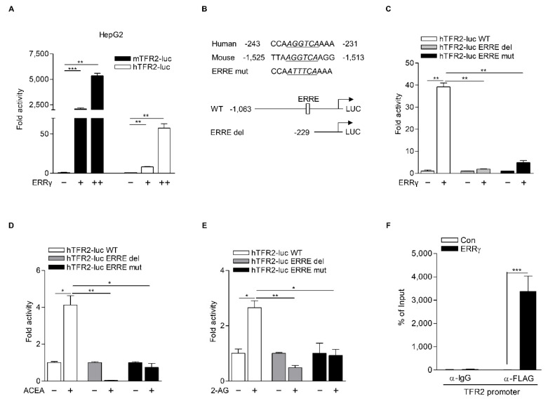ERRγ directly upregulates TFR2 gene transcription. (A) ERRγ activates both mouse and human TFR2 gene promoter. HepG2 cells were transiently transfected with a luciferase reporter vector carrying mouse TFR2 promoter (mTFR2-luc) or human TFR2 promoter (hTFR2-luc) along with expression vector for ERRγ (+: 100 ng, ++: 300 ng) for 48 h. (B) Alignment of ERR-response element (ERRE) on human and mouse TFR2 promoter (top panel). ERRE sequences were italicized and underlined. Mapping of deletion constructs of hTFR2 promoter (bottom panel). WT: wild-type; del: deletion. (C) HepG2 cells were transfected with hTFR2-luc WT, hTFR2-luc del, or hTFR2-luc ERRE mut along with an expression vector for ERRγ (+: 300 ng) for 48 h. (D,E) HepG2 cells were transfected with hTFR2-luc WT, hTFR2-luc del, or hTFR2-luc ERRE mut for 48 h and then treated with ACEA (10 μM) (D) or 2-AG (10 μM) (E) for 6 h. (F) ChIP assay showing the occupancy of ERRγ on the ERRE of the hTFR2 promoter. HepG2 cells were transfected with expression vector for FLAG-ERRγ for 48 h. Soluble chromatins were then immunoprecipitated with an anti-IgG or an anti-FLAG antibody. Ten percent of soluble chromatins were used as input. All experiments were performed in duplicate (A,C–E) or triplicate (F) and repeated at least twice. Error bars show ± S.D. * p < 0.05, ** p < 0.01, *** p < 0.001 by two-tailed Student’s t-test.