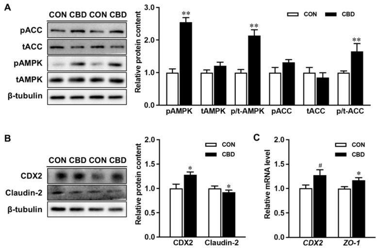 Cannabidiol oil induces AMP-activated protein kinase (AMPK) phosphorylation and upregulates downstream targets overseeing epithelial differentiation and barrier function. (A) Protein contents of p-AMPK, t-AMPK, p- acetyl-CoA carboxylase (ACC), and t-ACC. (B) The protein content of caudal type homeobox 2 (CDX2) and claudin-2. (C) mRNA expression of CDX2 and zonula occludens-1 (ZO-1). CON: untreated Caco-2 cells; CBD: Caco-2 cells treated with 10 µM cannabidiol (CBD) oil. Mean ± SEM, n = 4, #: p ≤ 0.10; *: p ≤ 0.05; **: p ≤ 0.01.