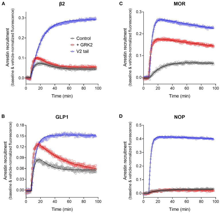 Effect of arrestin recruitment and function modifiers on the arrestin recruitment waveform. The strength and mechanism of arrestin recruitment can be affected by the sequence of the receptor, particularly the C-terminal tail, and by expression of receptor kinase enzymes, assumed to modulate receptor phosphorylation. This was explored by grafting the V2 vasopressin receptor C-tail onto the receptors, a determinant of high-affinity, stable arrestin interaction, and by expression of GRK2, as described in Materials and Methods. (A) β2 adrenoceptor. (B) GLP-1 receptor. (C) μ opioid receptor. (D) NOP nociceptin receptor. Data points are the mean ± SEM of three technical replicates from a representative experiment. The curves are fits to the arrestin recruitment equations and the specific arrestin model/equation curve type is listed in Table 3.