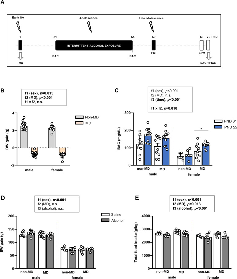 Effects of maternal deprivation, adolescent alcohol exposure, and sex on body weight, food intake, and blood alcohol concentration. (A) Experimental design illustrating maternal deprivation (MD) at postnatal day (PND) 9 and intermittent alcohol exposure during adolescence (PND31–55). Animals were assigned to control or MD conditions followed by alcohol or saline treatment. (B) Total body weight gain following MD. (C) Blood alcohol concentration (BAC) measured after the first and last alcohol administration. (D) Body weight gain and (E) total food intake during adolescent alcohol exposure. Data are expressed as mean ± SEM. Statistical analyses were performed using two-way ANOVA (panel B) or three-way ANOVA (panels C-E). p-values in bold denote significant main effects of factors or significant interaction. Symbols indicate significant effects: (*) denotes p < 0.05, comparing MD rats to non-MD rats in males or females