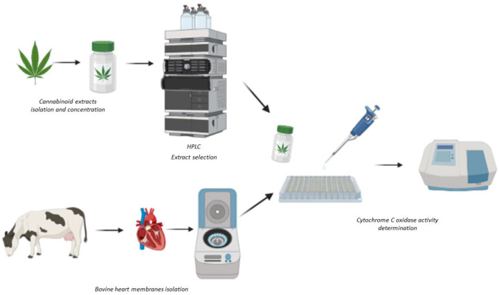 Scheme of the methodology used for sample preparation and the determination of cytochrome c oxidase activity. Created with BioRender.com.