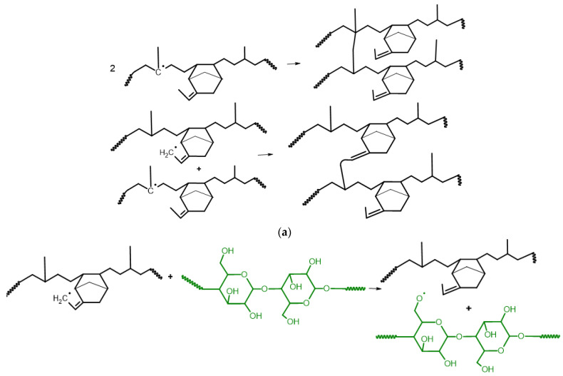 Proposed mechanism for peroxide crosslinking and grafting of EPDM/hemp composites: (a) the termination by recombination; (b) hydrogen transfer reactions.