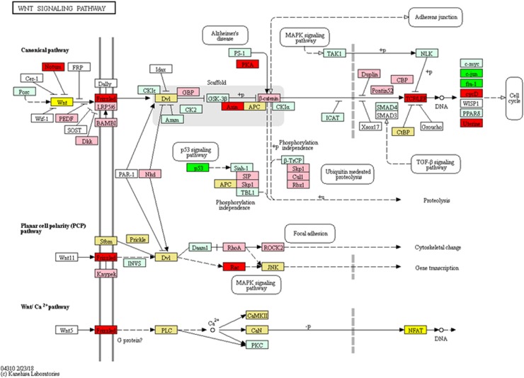 Genetic pathways of genes differentially expressed in HCT 116 cells treated with F7+F3 versus control for Wnt signaling pathways. Pathways determined according to KEGG (www.genome.jp/kegg/). Green boxes—significantly upregulated genes; red boxes—significantly downregulated genes (edgeR; more than twofold and padj <0.05). Light green boxes—nonsignificant upregulated genes; pink boxes—nonsignificant downregulated genes. Yellow boxes denote genes with multiple gene annotations that encompass both significantly upregulated and downregulated genes; light yellow boxes denote genes with multiple gene annotations that encompass both nonsignificant upregulated and nonsignificant downregulated genes.