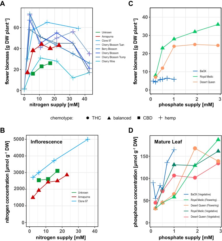 Response of hemp- and drug-type cultivars to variation in N or P supply. (A, C) In hemp types, flower biomass increases with higher N or Pi supply, reaching a cultivar-dependent optimum, after which additional supply becomes detrimental. By contrast, drug-type Cannabis tolerates higher N and Pi supplies without impacting flower biomass. (B) Total nitrogen concentration in flowers continuously increases with increasing N supply in hemp, while it tends to level off in flowers of drug-type cultivars. (D) At any given level of supply during vegetative growth, total P concentration of fan leaves is higher in hemp- than drug-type cultivars, and accumulation in response to supply is exponential in the former. At flowering stage, cultivar specific responses are observed in the latter as P accumulation is either up- or down-regulated with Pi supply. Data points shown are replotted with averages (n=4–10) from Anderson et al. (2021), Cockson et al. (2020), Massuela et al. (2023), Saloner and Bernstein (2020, 2021), and Shiponi and Bernstein (2021b). For Cockson et al. (2020), fresh weights were converted to approximate dry weights assuming 85% moisture content. Abbreviations: CBD, cannabidiol; DW, dry weight; THC, tetrahydrocannabinol.