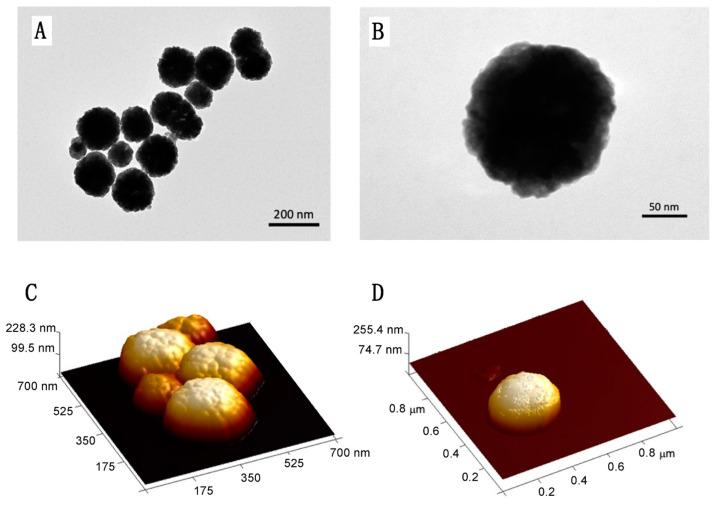 The microscopy study results: (A) TEM image of @Fe3O4-PEG400 nanospheres, (B) TEM image of a single @Fe3O4-PEG400 nanosphere, (C) AFM image of @Fe3O4-PEG400, and (D) AFM image of @Fe3O4-PEG400 single nanosphere.