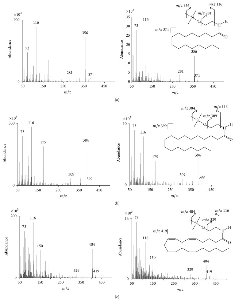 Mass spectra of NAEs generated by GC-MS with positive EI in scan mode. (a) N-Palmitoylethanolamine (PEA). (b) N-Stearoylethanolamine (SEA). (c) N-Arachidonoylethanolamide (AEA). (Left column represents authentic, purified compounds; right column represents the same compounds identified in retinal tissue extracts.)