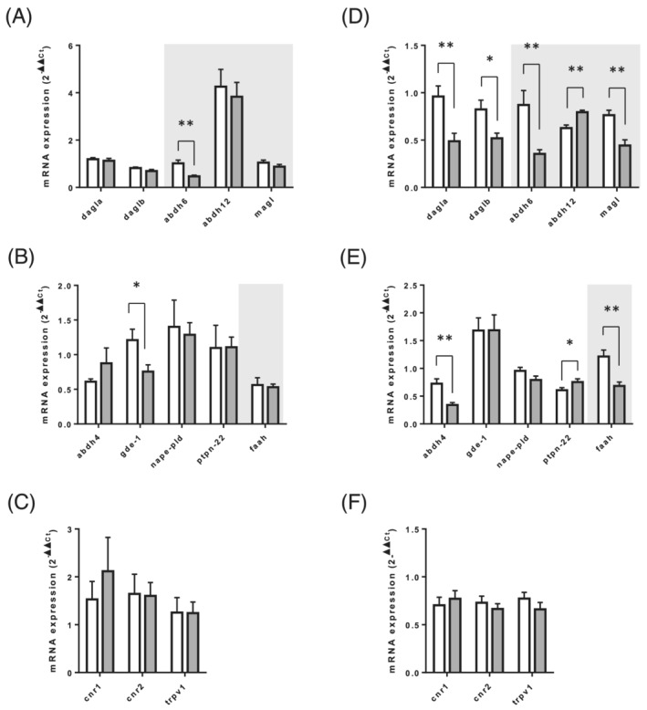 Expression level analysis of the genes related to endocannabinoid metabolism and function in adipose tissue of adult and old rats. mRNA expression levels of genes encoding for (A, D) enzymes involved in 2‐AG biosynthesis (dagla & daglb) and catabolism (abhd6, abhd12, & magl), (B & E) enzymes involved in AEA and AEA congener biosynthesis (abhd4, gde‐1, nape‐pld, & ptpn22) and catabolism (faah), and (C & F) endocannabinoid receptors (cnr1, cnr2, & trpv1), were measured in gonadal white adipose tissue (A–C) and subcutaneous adipose tissue (D–F) muscles. Values are expressed as mean ± SEM. P values were assessed by unpaired t‐test. *P < 0.05, **P < 0.01 vs. adult.