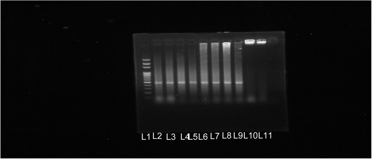 Gel electrophoresis picture of trypanosomes amplified using nPCR. Lane L: 1 100-base pair (bp) DNA ladder; Lanes 11 Negative control and Lanes 2 through to lane 9 are positive samples for T. congolense separated from the pooled samples, and individually run and lane 10 was doubtful. This was just an example of one run for T. congolense and other results for T. vivax were not shown.