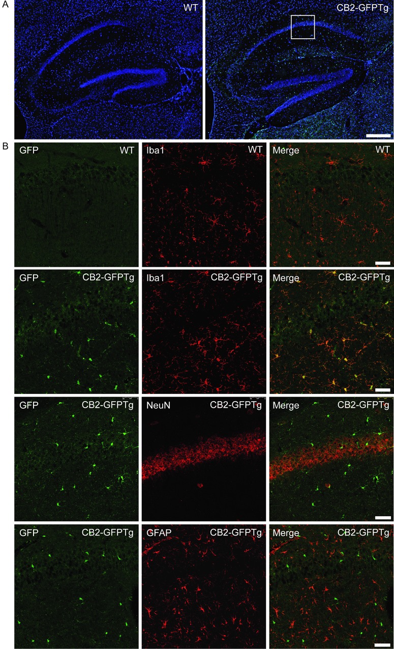 CB2-GFP expression in the hippocampus of WT and CB2-GFP mice.Immunohistochemical analysis of GFP expression in the brain of CB2-GFPTg mice. CB2-GFPtg mice show GFP expression in the hippocampus (a, right) which is not present in WT mice (a, left) (scale bar = 250 μm). CB2-GFP expression is co-localized with Iba1-staining (b, second row), but not with NeuN (b, third row) or GFAP (b, fourth row). Fig 4B, first row shows background analysis in WT mice (scale bar = 50 μm).