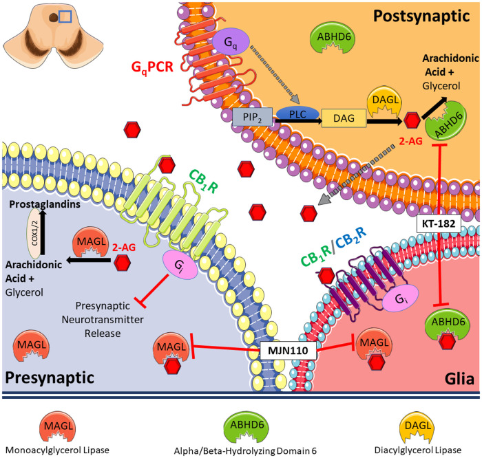 Summary of our findings. Our results indicate reduced level of 2-AG in PAG caused by cortical spreading depression (CSD) in female Sprague Dawley rats. This is accompanied by increased level of hydrolyzing enzymes, ABHD6 and MAGL, and induces a neuroinflammatory response. Pharmacological blockade of 2-AG degradation via inhibiting MAGL or ABHD6 both prevented and reversed periorbital allodynia associated with CSD induction.