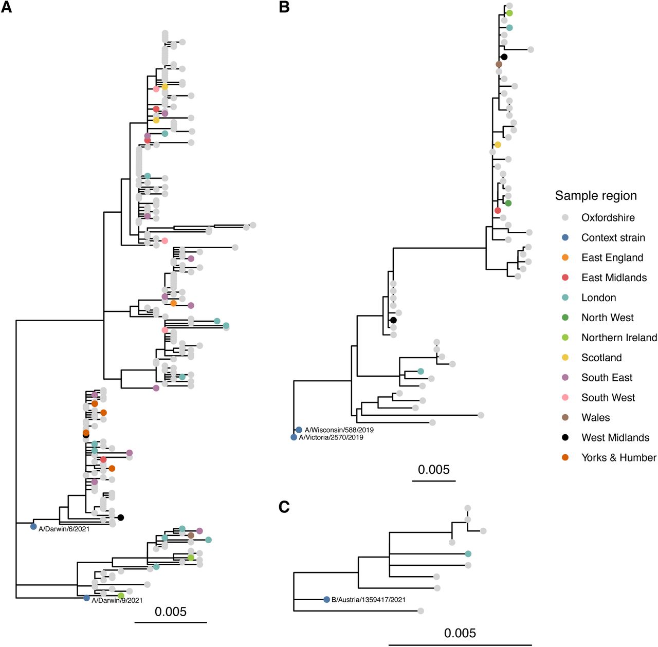 Maximum likelihood phylogeny of HA segment sequences for influenza A H3N2 (panel A), H1N1 (panel B), and influenza B/Victoria (panel C).Sequences are coloured according to source dataset, 2022-23 northern hemisphere vaccine strains are shown for context, with one strain used as an outgroup to root the tree. (See Figure S6 for sensitivity analysis excluding segments S2 and S3 which had a greater tendency for cross mapping between influenza types.)