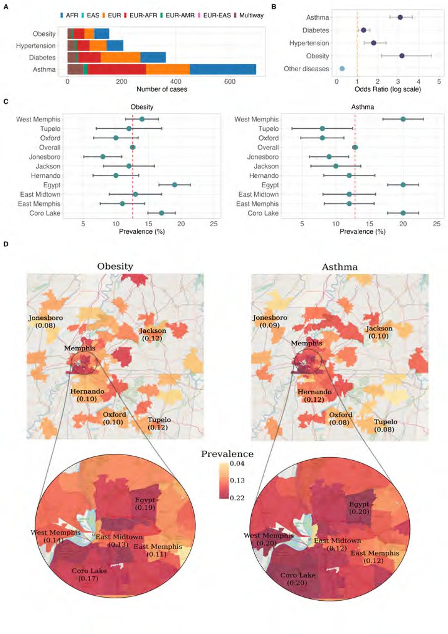 Prevalence of diseases common in health disparities populations.(A) Number of cases stratified by inferred ancestry categories. (B) Odds ratios for asthma, diabetes, hypertension, obesity compared to odds ratio of two hundred random diseases, observed among individuals self-identifying as belonging to non-White racial groups. (C) Prevalence of obesity and asthma by zone. This is defined as the proportion of cases in the total population. The 95% confidence intervals are calculated using the Wald method. (D) The map displays zones color-coded by prevalence levels in locations with more than 100 total individuals. The Memphis Metropolitan area, characterized by high population density, is zoomed in.