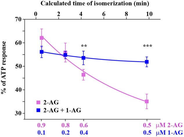CB1 receptor mediated intracellular Ca2+ increase in response to application of 2-AG alone and in combination with 1-AG. Each data point represents an AUC value of Ca2+ transients expressed as percentage of response to 180 μM ATP. Decreasing concentrations of 2-AG induce diminished Ca2+ transients (magenta). This effect is compensated by increasing amounts of 1-AG, i.e., 1-AG at low concentration acts as competitive antagonist, but its effect turns to additive as its concentration increases (blue). The values on the top abscissa were calculated from the ratio of the artificial mixtures of the two isomers with the aid of Figure 1E. ∗∗p < 0.01; ∗∗∗p < 0.005.