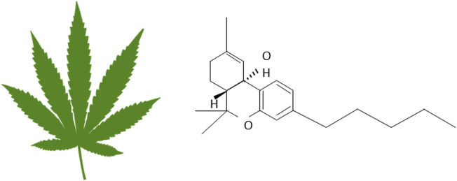 Illustration of cannabinoids and the chemical formula of the main ingredient THC.