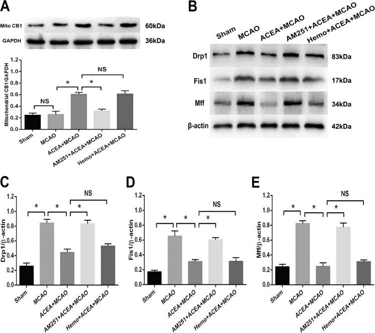 The CB1 cannabinoid receptor agonist ACEA reduced the expression of mitochondrial fission-associated proteins in rats after ischemic brain injury.A The CB1 antagonist AM251 reversed the ACEA-induced upregulation of mitochondrial CB1 expression. B Western blot results of Drp1, Fis1 and Mff expression in rats. C AM251 reversed the ACEA-induced inhibition of Drp1 expression in rats after brain ischemia. D AM251 reversed the ACEA-induced inhibition of Fis1 expression. E AM251 reversed the ACEA-induced inhibition of Mff expression. *p < 0.05; NS no significance.