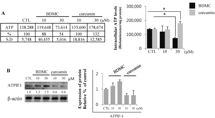 BDMC treatment decreased ATP levels by blocking ATP synthase. (A) BDMC treatment impaired cellular energetics in HSC-T6 cells; (B) The expression of ATPIF1 was evaluated by western blot; using β-actin as a loading control. Data are expressed as mean ± S.D., * p < 0.05.