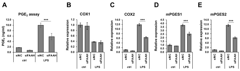 PGE2 production and biosynthetic enzyme expression in FAAH knockdown cells. BV2 cells after 24 h siRNA transfection were incubated with LPS for 18 h. The medium was employed for PGE2 EIA (A). For mRNA expression analysis, BV2 cells after 24 h siRNA transfection were treated with LPS for 8 h. qRT-PCR was performed to determine expression of the PGE2 biosynthetic enzymes COX-1 (B), COX-2 (C), mPGES1 (D) and mPGES2 (E). Graphs are represented as means ± S.D. (n = 4) determined by two-way ANOVA. *** denotes p < 0.001.