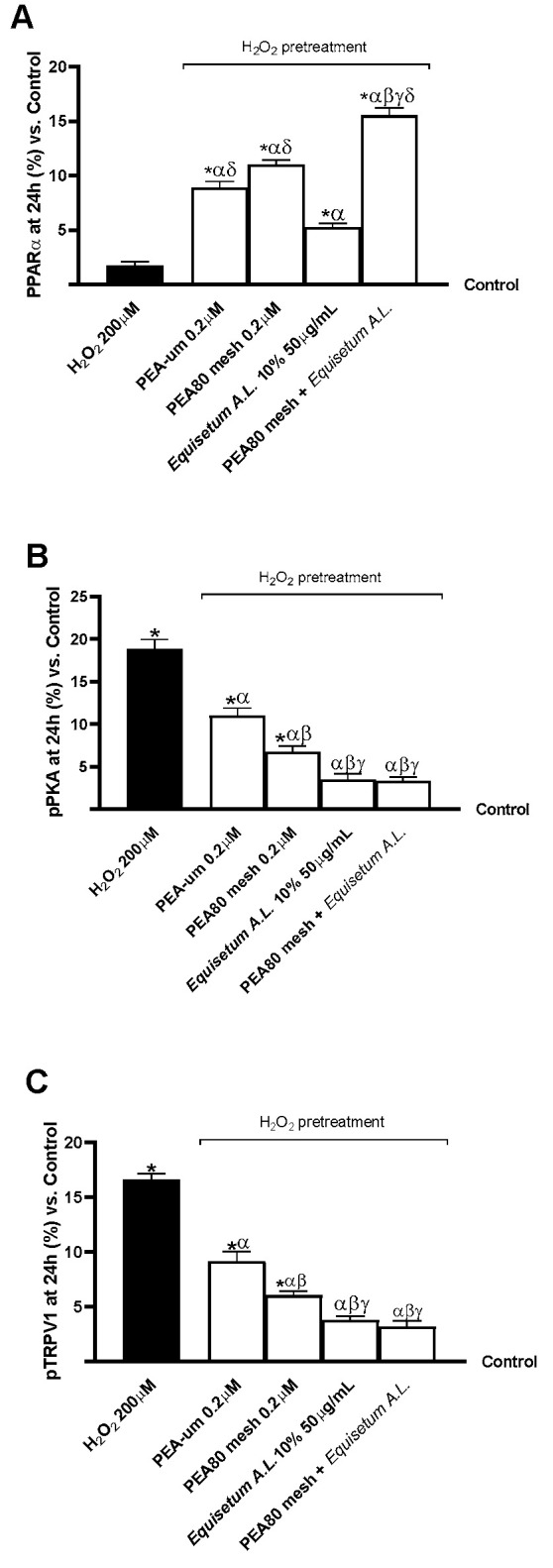 Analysis of biomarkers linked with the analgesic response on CCF-STTG1/SH-SY5Y co-culture after treatment for 24 h with test samples. (A) PPARα activity; (B) pPKA expression; and (C) pTRPV1 expression. The results are expressed as mean ± SD (%) of 5 normalised biological replicates performed in triplicate vs. control (0% line). * p < 0.05 vs. control; α p < 0.05 vs. H2O2; β p < 0.05 vs. PEA-um 0.2 μM; γ p < 0.05 vs. PEA80mesh 0.2 μM; δ p < 0.05 vs. Equisetum A.L. 50 μg/mL.