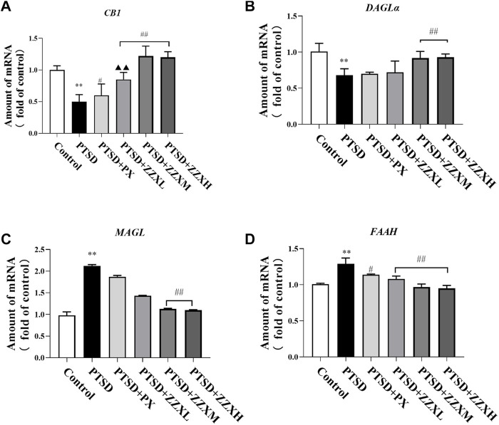 Effects of ZZX treatment on CB1 (A), DAGLα (B), MAGL (C), and FAAH (D) mRNA expression. Values are expressed as (mean ± SEM, n = 5). * p < 0.05, ** p < 0.01 vs control group. # p < 0.05, ## p < 0.01 vs PTSD group. ▲p < 0.05, ▲▲p < 0.01 vs ZZXM group.