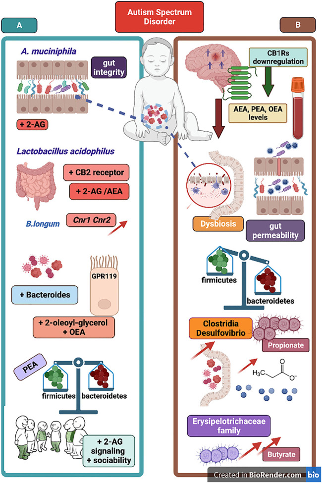 The figure portraits selected evidence in support of eCB signaling-gut microbiota relationship and representative mechanisms underlying the link between ASD pathophysiology and the eCB machinery. On the left panel (A), A. muciniphila supplementation can improve gut permeability and recover gut integrity as well as increase 2-AG signaling. Supplementation of Lactobacillus acidophilus increase both 2-AG and AEA signaling and CB2 receptor mRNA expression in mice colon and in human epithelial cells. B. Longum supplementation is associated with increase of Cnr1 and Cnr2 genes intestinal expression. Below, an overall growth in Bacteroides population can produce an increase of eCB-like lipids (e.g., OEA and 2-OG) acting as GPR119 ligands. Recovery of gut microbial balance (e.g., Firmicutes to Bacteroides ratio) can be associated with PEA supplementation and an increase of 2-AG signaling cause an improvement of sociability. On the right panel (B), downregulation of CB1 receptors found in brains of subjects with autism, and decrease of serum AEA, PEA and OEA levels in ASD patients. Below, some evidence of dysregulation of gut microbial community and reduced bacteria diversity. Gut dysbiosis in ASD is characterized by disrupted gut barrier integrity and increased gut permeability as well as by a general Firmicutes to Bacteroides imbalance. Next, the increase of Clostridia and Desulfovibrio bacteria as well as of Erysipelotrichaceae family are responsible of excessive propionate- and butyrate-producing bacteria, respectively. Boosting eCB tone and 2-AG and AEA signaling via prebiotics supplementation emerges as potential therapeutic via changes of gut microbial communities found defective in ASD patients.
