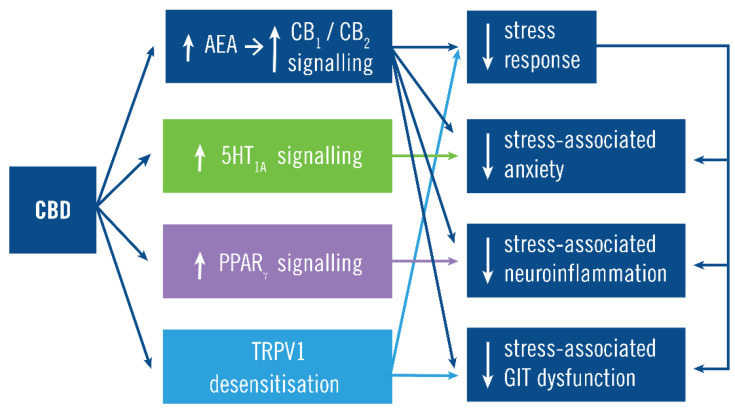 Cannabidiol (CBD) mechanism of action. The main action of CBD is to increase CB1 and CB2 signaling by preventing N-arachidonylethanolamine (AEA) degradation. This constrains the stress response and its manifestations both via its inhibition of the stress response and (independently) inhibition of some manifestations such as the anxiety, neuroinflammation, and GIT dysfunction. For example, CB1 signaling inhibits stress-associated anxiety by both constraining the stress response and by CB1 activity on forebrain glutamatergic neurons [41,42,43]. CBD also acts independently of CB1/CB2 signaling by increasing serotonergic 5HT1A signaling, increasing PPARγ signaling and desensitizing TPRV1, which inhibit stress-associated anxiety, neuroinflammation and GIT dysfunction, respectively.